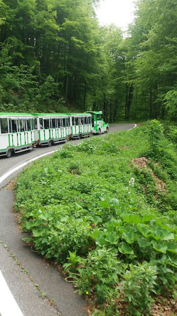 Vožnjа turističkim vozom u NP Biogradska gora